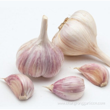 Organic Dried Garlic Bulk For Sale